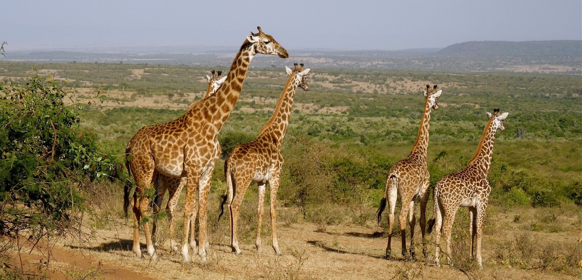 Right Choice Tours & Safaris