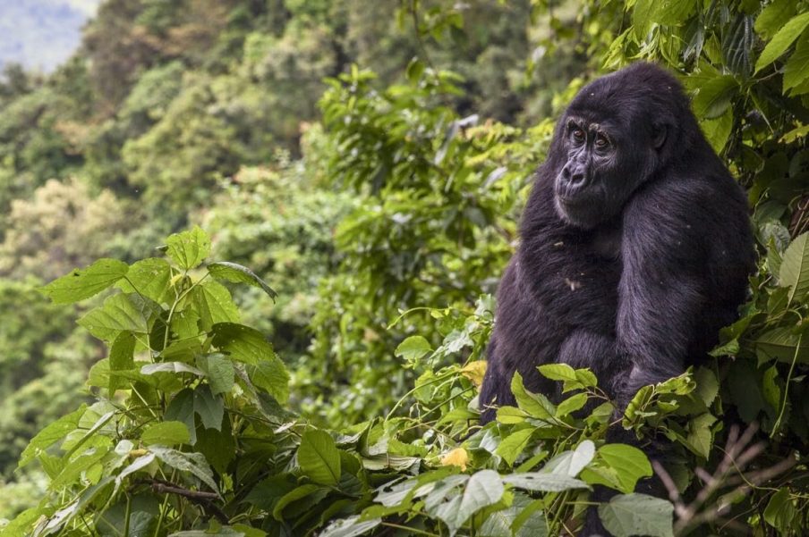 3 Day Uganda Bwindi Gorilla Safari from Kigali | Right Choice Tours ...